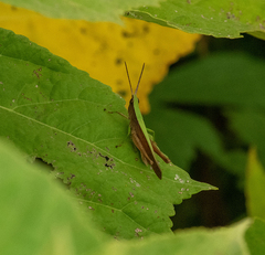 Dichromorpha viridis