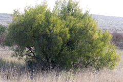Searsia