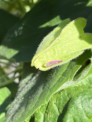Graphocephala coccinea