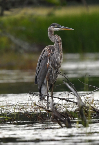 Great Blue Heron photographed in New Hampshire
