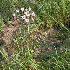 Butomus umbellatus