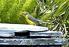 Cardellina canadensis