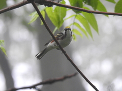 Setophaga pensylvanica
