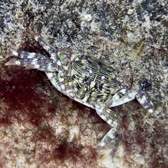 Pachygrapsus crassipes