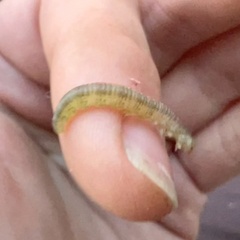 Macremphytus testaceus