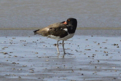 Haematopus palliatus