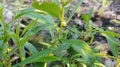 Proserpinaca palustris