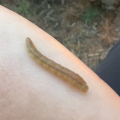 Macremphytus testaceus