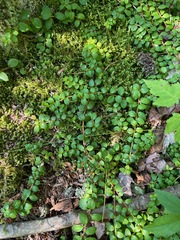 Gaultheria hispidula