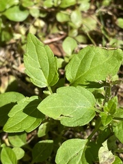 Scutellaria lateriflora