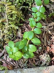 Gaultheria hispidula
