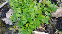 Ranunculus flabellaris