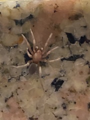 Scotophaeus blackwalli