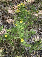 Aureolaria pedicularia