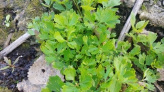 Ranunculus flabellaris