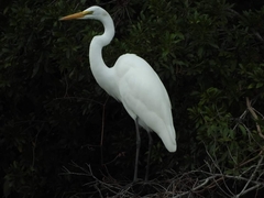 Ardea alba