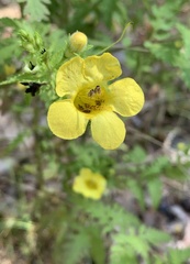 Aureolaria pedicularia