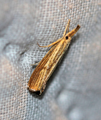 Agriphila vulgivagellus