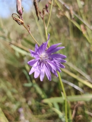 Lactuca tatarica