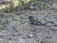 Fringilla coelebs africana