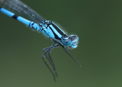 Enallagma annexum