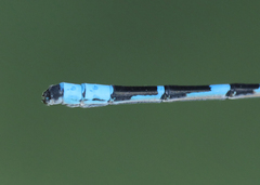 Enallagma annexum