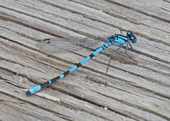 Enallagma annexum