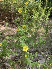 Aureolaria pedicularia