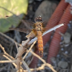 Trithemis