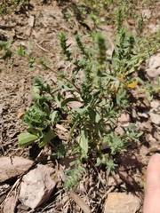 Bassia scoparia