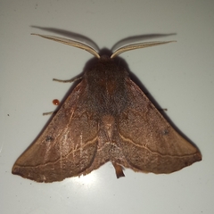 Drepanogynis villaria