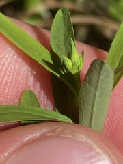 Hypericum canadense