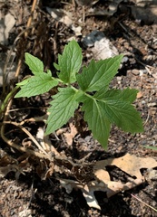 Valeriana officinalis
