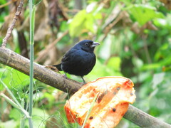 Tachyphonus coronatus