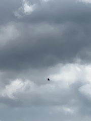 Buteo jamaicensis