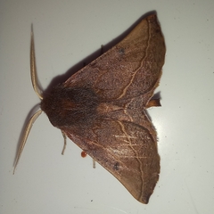 Drepanogynis villaria