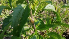 Neolasioptera perfoliata