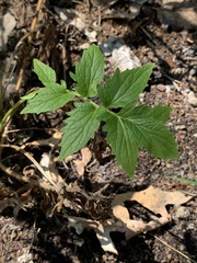 Valeriana officinalis