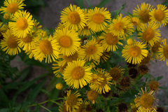 Pentanema britannica