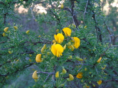 Adesmia confusa