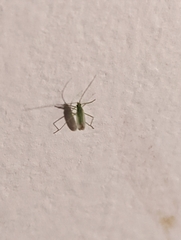 Trigonotylus caelestialium