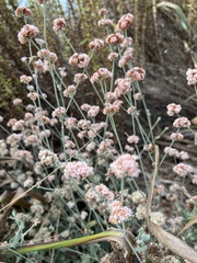Eriogonum cinereum