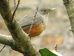 Turdus rufiventris