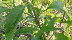 Neolasioptera perfoliata