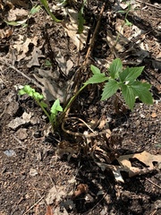 Valeriana officinalis