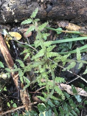 Dacrycarpus dacrydioides