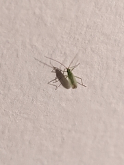 Trigonotylus caelestialium