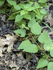 Scutellaria lateriflora