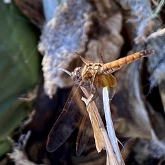 Trithemis