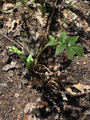 Valeriana officinalis